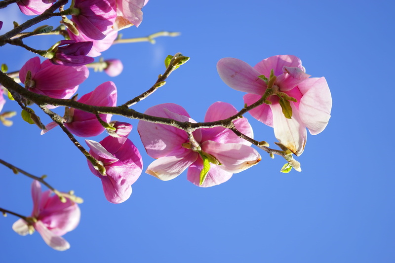 petal, magnolia blossom, cherry blossom, tree, yulan magnolia, freshness, vulnerability, close-up, blue, flowering plant, cherry tree, blütenmeer, magnolia liliiflora