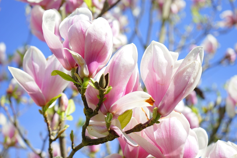 nature, vulnerability, pink color, yulan magnolia, spring, flowering plant, springtime, blütenmeer, magnolia denudata, magnoliengewaechs, tulip magnolia