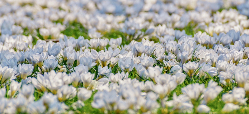 abundance, field, crocus, signs of spring, meadow, bloom, freshness, backgrounds, nature, flower meadow, selective focus, growth, no people, springtime