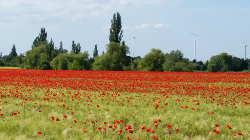 flower, no people, red poppy, day, tree, poppy flower, red sea, flowering plant, landscape, bloom, plant, growth, flowerbed, blossom, 5K, field, nature