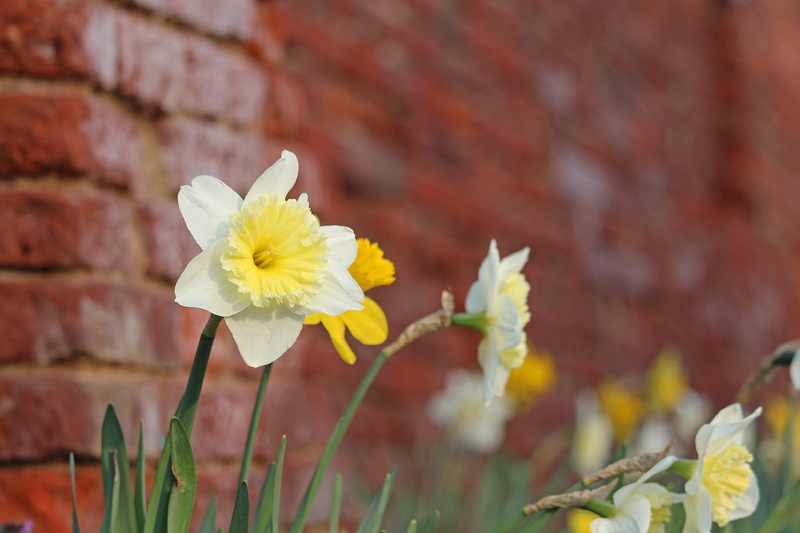 colorful, springtime, fragility, beauty in nature, brick wall, osterglocken, freshness, spring flower, focus on foreground, easter, spring colors, close-up