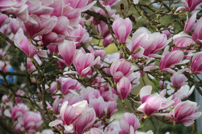 full frame, outdoors, beauty in nature, spring, pink, growth, no people, branch, garden, springtime, bloom, freshness, blütenmeer, magnolia, nature, flower