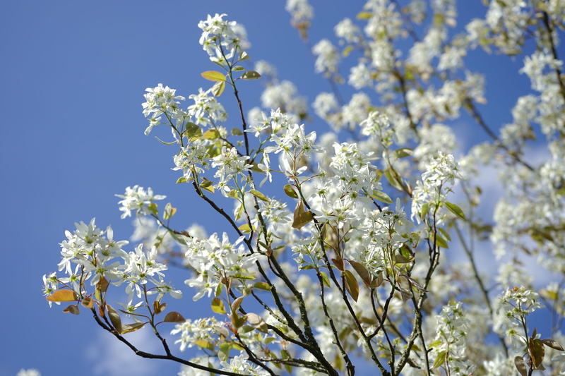 freshness, flower head, spring, springtime, beauty in nature, white, inflorescence, large, outdoors, close-up, blossom, no people, low angle view, blue