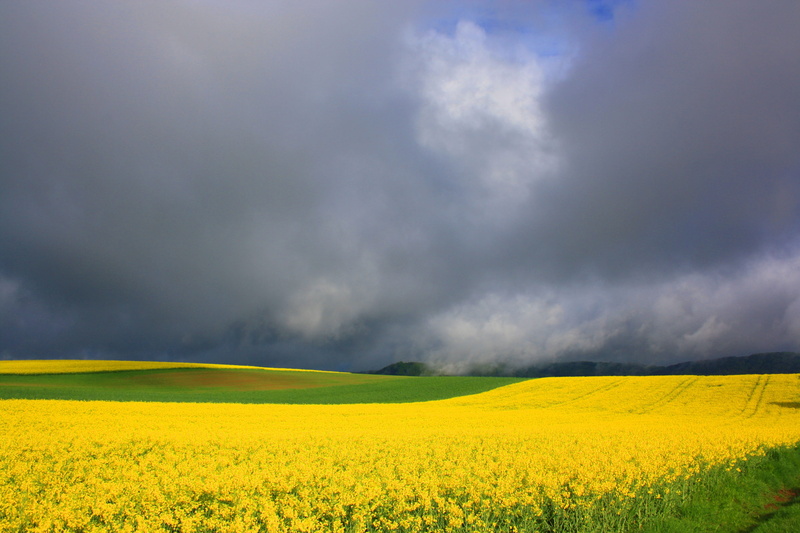 agriculture, nature, spring, field, sky, tranquil scene, land, rural, beauty in nature, flowering plant, environment, flower, blütenmeer, cloud - sky, field of rapeseeds