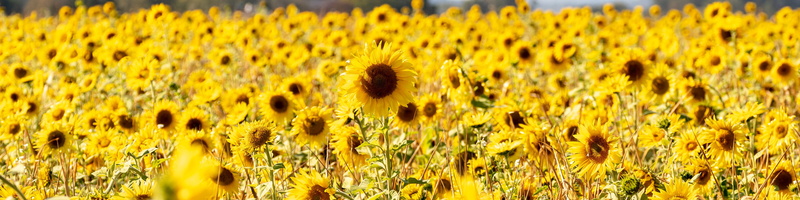growth, crop, blütenmeer, day, plant, petals, rural scene, 5K, field, landscape, sunny, panorama, flowering plant, no people, sunflower, late summer, farm