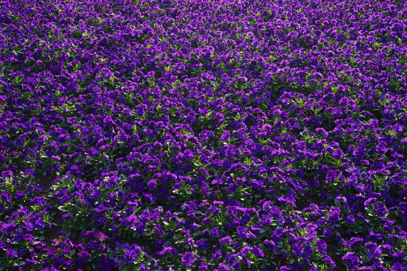 pansy, nature, beauty in nature, growth, botany, springtime, summer, 5K, vulnerability, plant, freshness, flowerbed, backgrounds, flower plants, ornamental plants