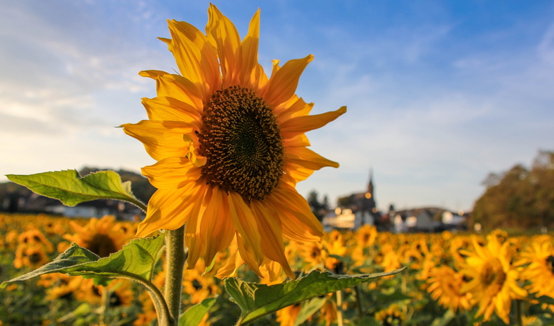 field, warm, yellow, fragility, day, springtime, growth, eich, blossom, flower head, beauty in nature, landscape, flower, sky, summer, andernach, abendstimmung