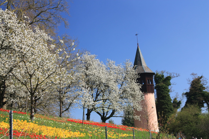 tree, petals, nature, religion, blue, flowers, spire, mainau, cherry blossom, season, 4K, botany, belief, flowering plant, sky, plant, growth, flora, beauty in nature