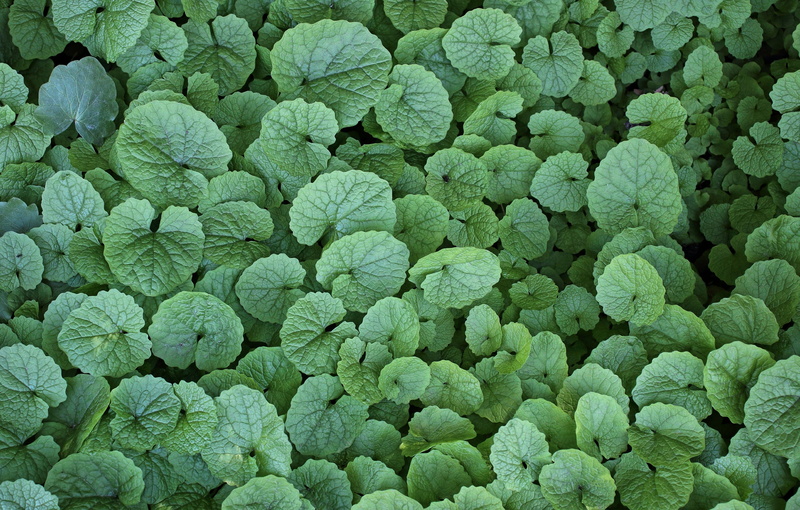 magnification, growth, nature, extreme close-up, food, vegetable, directly above, beauty in nature, green, tones, small, abundance, backgrounds, leaves
