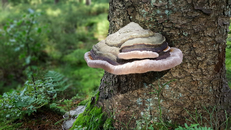 trunk, bark, food, decorative, moss, brown, log, land, selective, form, outdoors, 4K, vegetable, forest, animal, autumn, rainforest, tree, no people, focus