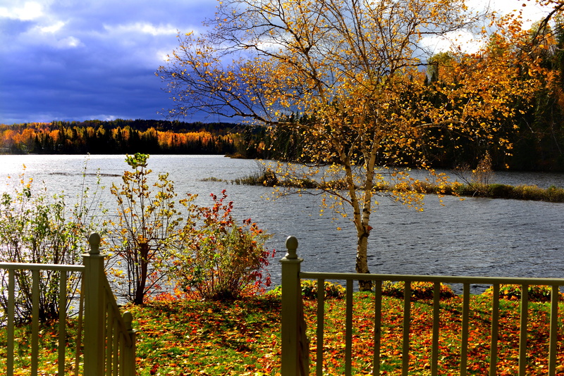 leaves, québec, landscape, canada, nature, colors, birch, water, orange, plant, day, tree, railing, tranquility, tranquil scene, nuance, wood, scenics - nature