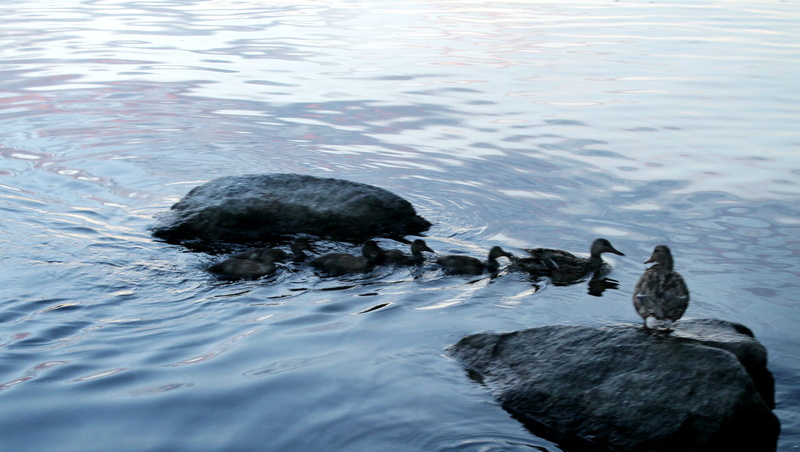 1080P, animals in the wild, birds, vertebrate, outdoors, coast, river, duck, no people, sky, bird, nuances, animals, tiny, stones, surface, swimming, marine