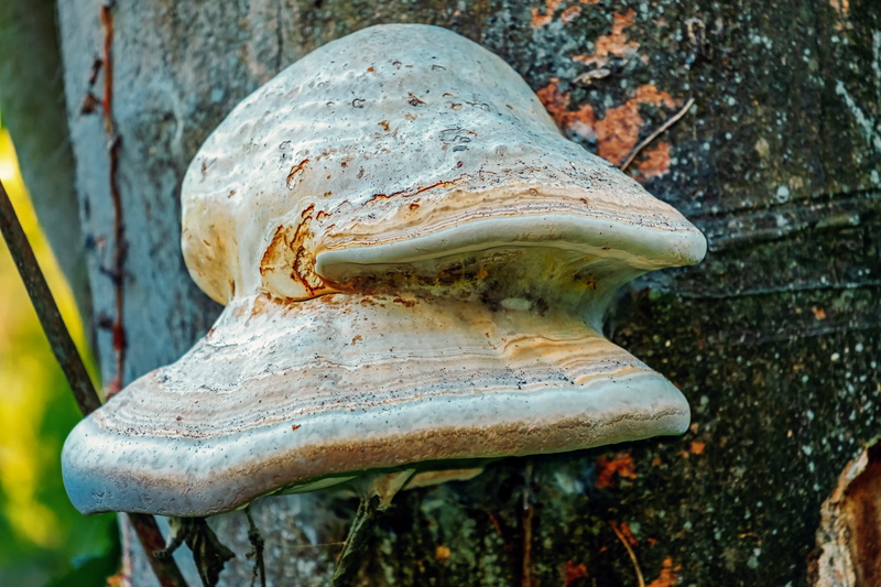 flora, trunk, no people, fouling, color nuances, vegetable, animal body part, 4K, white color, form, forest, autumn, decorative plant, close-up, log, outdoors