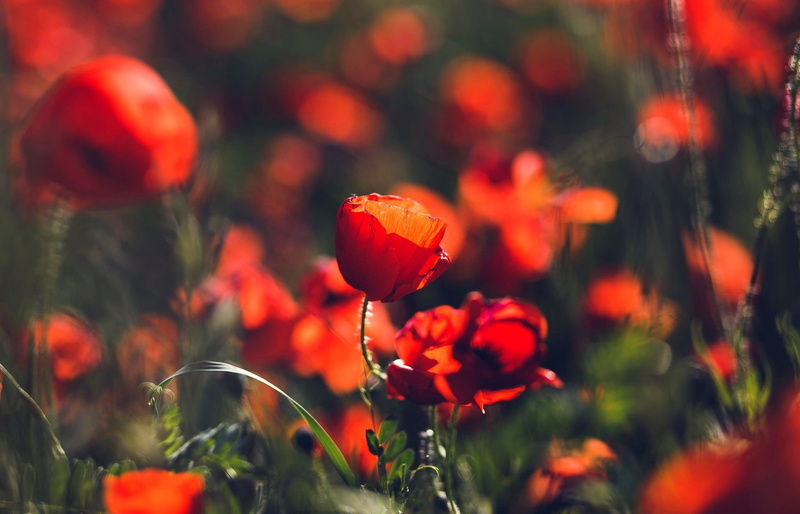freshness, growth, red flowers, day, close-up, fragility, macro, plant, nature, no people, poppy, flower, inflorescence, 1080P, poppies, selective focus