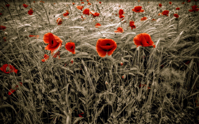 selective coloring, poppies, red flowers, flowers, 1080P