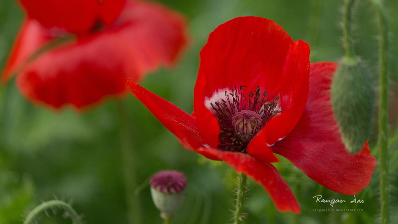 poppies, 1080P, flowers, red flowers