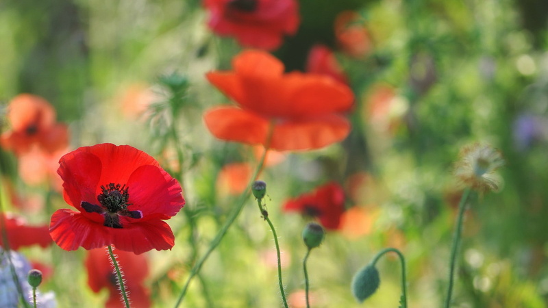 land, poppy, close-up, field, vulnerability, beauty in nature, freshness, focus on foreground, growth, flower, red flowers, poppies, inflorescence, plant