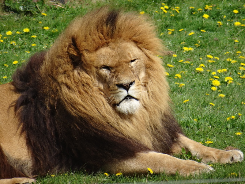 animal themes, animal, animal head, no people, one animal, 5K, relaxation, land, animal wildlife, sitting, outdoors, yorkshire wildlife park, grass, lazing im the sun
