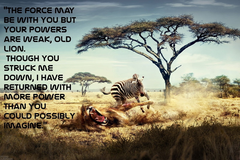 zebras, Wars, Star, 1600x1067 px, funny, Typography, text, lions, Trees, quotes, 720P