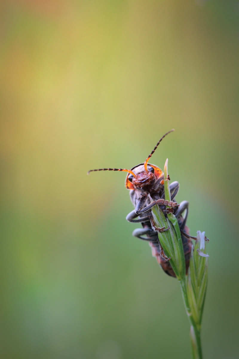 4K, probe, fauna, macro, animals in the wild, clamp, beetle, beauty in nature, animal, wildlife, blade of grass, detention, animal world, animal body part