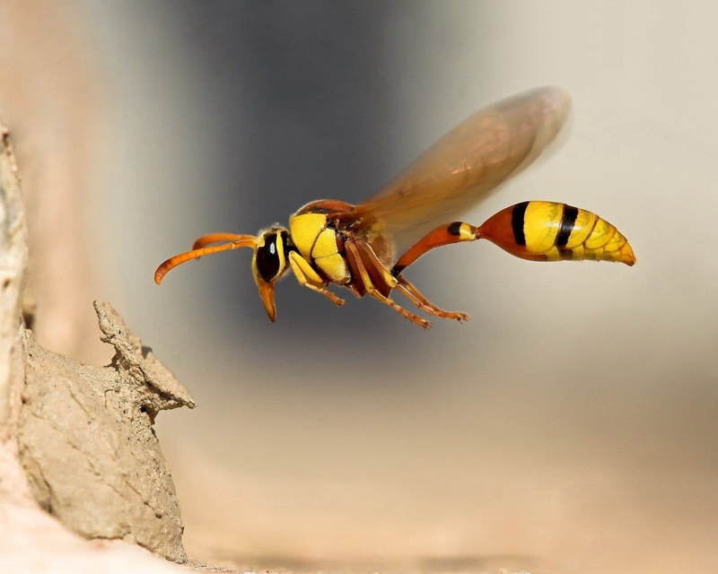 outdoors, honey Bee, summer, pollen, wildlife, close-up, flying, yellow, day, focus on foreground, nature, plant, no people, animal Wing, beauty In Nature
