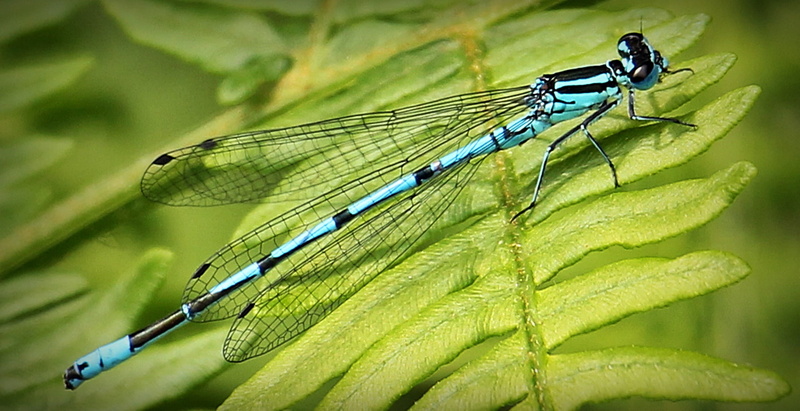 outdoors, close-up, animal wing, blue dragonfly, wildlife photography, damsel, dragonfly, leaf, green color, fly, color, animal themes, green leaf, nature