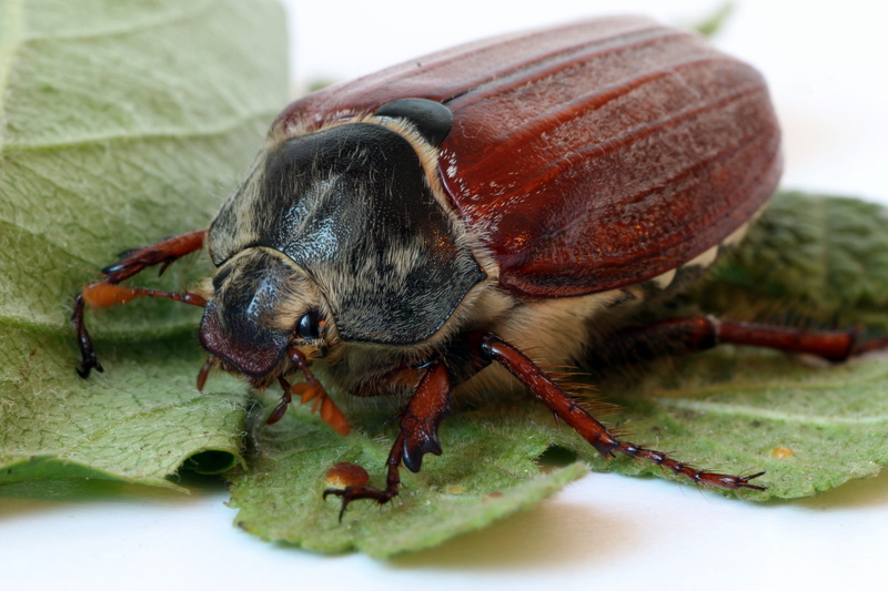 animal body part, zoology, whopper, day, animals in the wild, beetle, creature, nature, focus on foreground, brown, close-up, green color, krabbeltier
