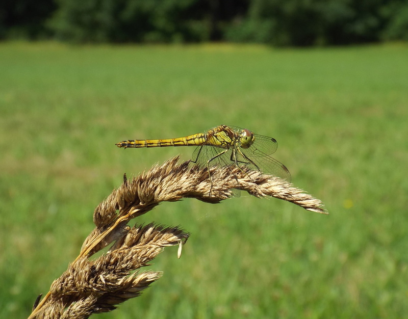 day, focus on foreground, growth, animals in the wild, animal wing, macro, animal, plant, green color, insect, close, invertebrate, flight insect, 2K