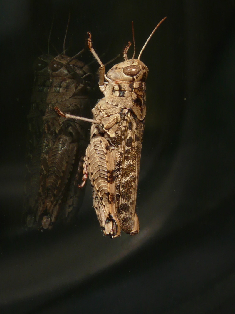 nature, animals in the wild, animal, 2K, locust, arthropod, indoors, Italian Locust, one animal, pterygota, hanging, Grasshopper, animal themes, no people