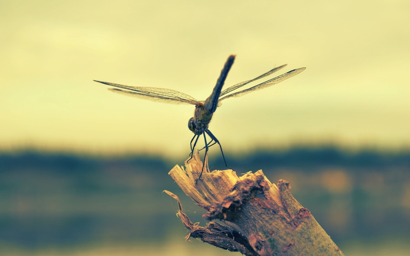 flying, animal wildlife, animal themes, brown, one animal, wilted plant, beauty In Nature, dragonfly, wood, leaf, close-up, focus on foreground, invertebrate