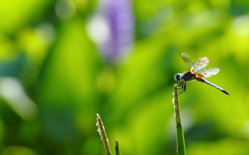 green color, brown, animal themes, wilted plant, outdoors, animal wildlife, flight, growth, beauty in nature, twig, insect, vulnerability, selective focus