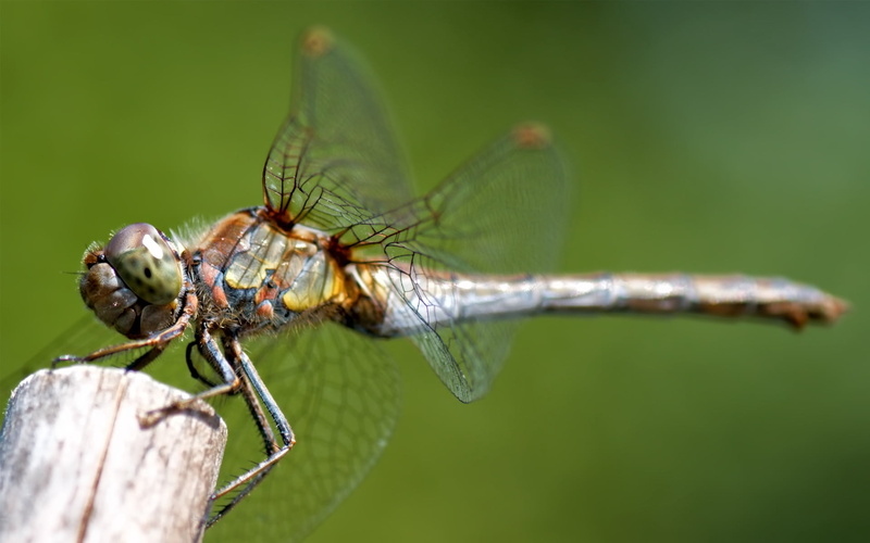 damselfly, animal themes, wildlife, animal, brown, summer, close-up, blue, red, day, backgrounds, insect, animal Wing, green Color, no people, animals In The Wild