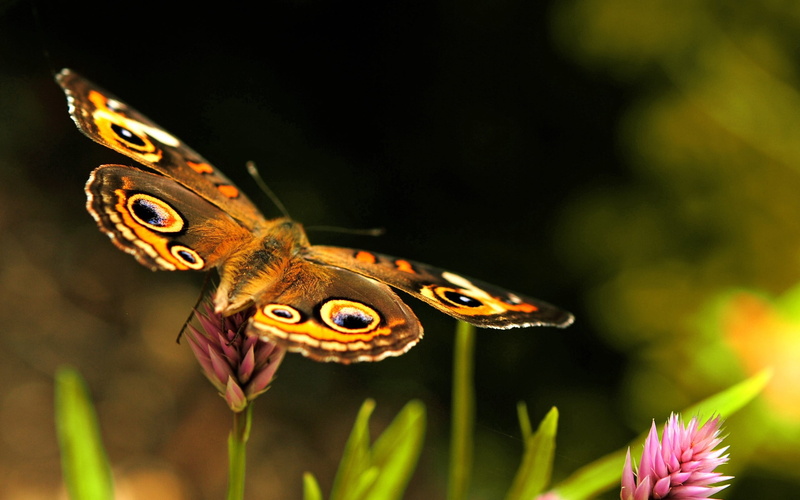 focus on foreground, flowering plant, yellow, one animal, green Color, wings, fragility, backgrounds, butterfly, flying, nature, 2K, animal head, biology