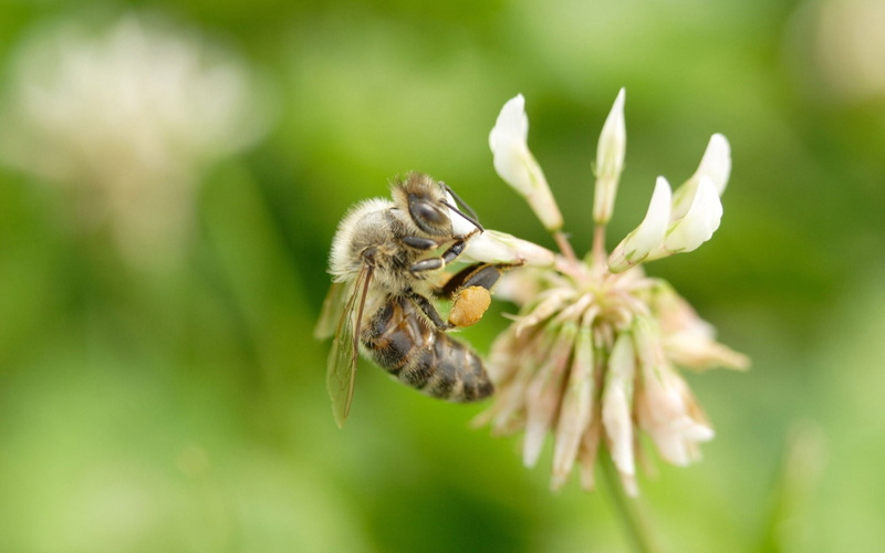 flowering plant, outdoors, working, invertebrate, beauty in nature, animal wildlife, summer, one animal, close-up, animal Wing, petal, animals in the wild
