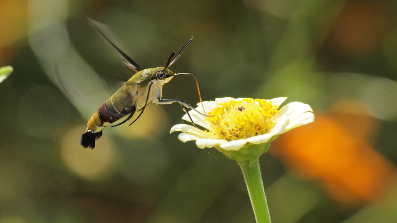 yellow, japan, insect, white flower, perched, close-up, animal Wing, Pellucid  hawk  moth, summer, butterfly - Insect, white, wildlife, in flight, caterpillar