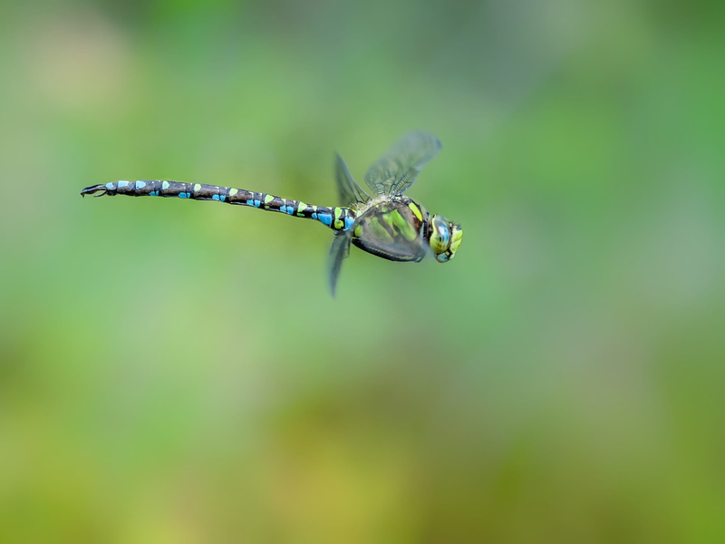 animal eye, no people, one animal, flight insect, insect, 2K, focus, day, plant, close, flying, animal, blue green, focus on foreground, animals in the wild