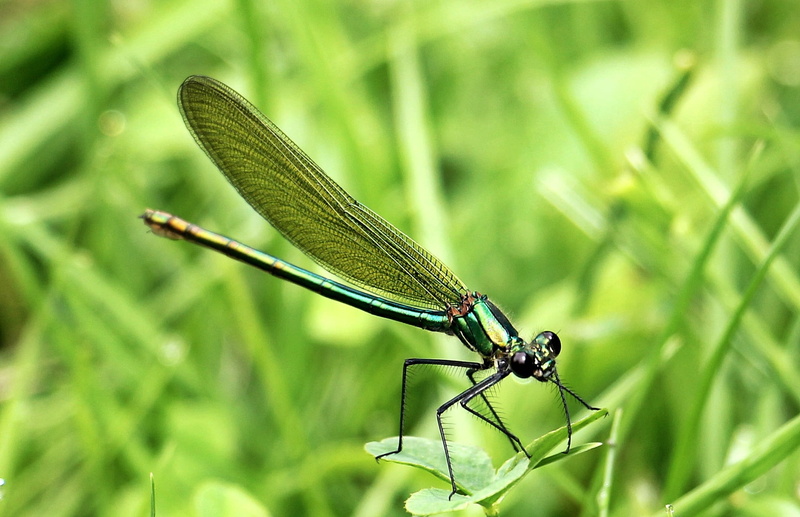 summer, plant, damselfly, animal themes, animals And Pets, spring, wildlife, creature, one animal, meadow, day, Animal, animal Wing, beauty In Nature, animal wildlife