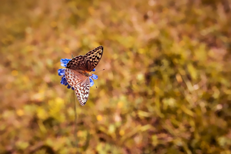 animal, animal wildlife, animals in the wild, butterfly, blue, spread wings, day, perching, butterfly - insect, summer, pointed flower, white, motion, flying