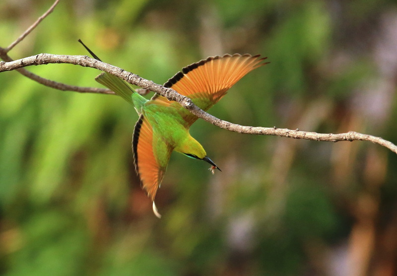 beauty in nature, animal themes, wild, day, focus on foreground, vertebrate, spread wings, eater, animal, flying green bee, Green Bee Eater, animal wildlife