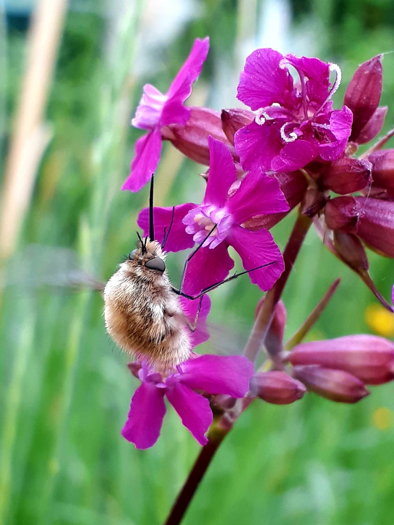 red campion, sting, plant, petal, animal, bombyliidae, proboscis, beauty in nature, hummel, freshness, purple, fly, one animal, 2K, invertebrate, flight insect