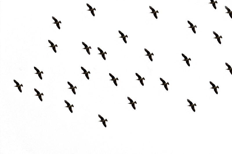 1080P, bird flight, motion, no people, group of animals, midair, vertebrate, picture, nature, bee, flapping, insect, animals in the wild, in flight, animal wildlife
