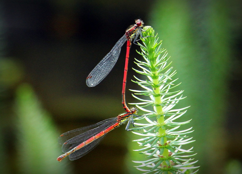 multiplication, couple, insect photo, plant part, invertebrate, focus on foreground, biotope plant, animal wing, 1080P, red dragonflies, fauna, wildlife photography