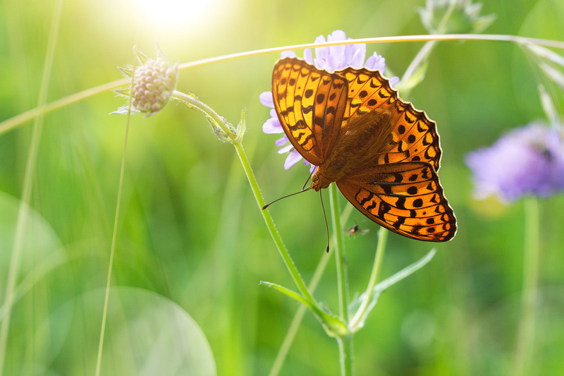pollination, flower, meadow, summer, nature, insect, butterflies, fritillary, animal body part, butterfly - insect, outdoors, animals in the wild, plant