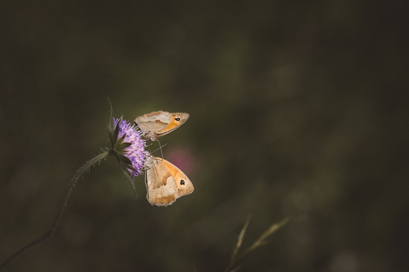 focus on foreground, plant, animal world, scabiosa columbaria, flowering plant, flight insect, animal body part, nature, beauty in nature, outdoors, one animal