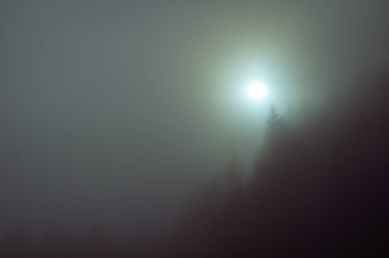 backgrounds, sun, tranquility, planetary moon, moon, spooky, moonlight, forest, back Lit, tree, copy space, horror, bright, pine, trees, sunbeam, mist