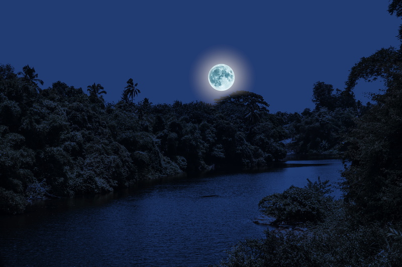 night, tranquil scene, planetary moon, landscape, growth, forest, atmosphere, lunar, scenics - nature, sky, blue, moon, romantic, shining, tree, mysterious