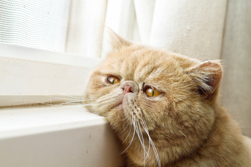 red cat, 4K, domestic, ginger cat, animal themes, animal head, domestic cat, persian cat, animal, vertebrate, indoors, exotic, whisker, one animal, portrait