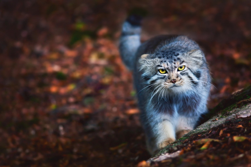 walk, Manul, 1080P, Barsik, Otocolobus manul, Pallas Cat, Kote, fluffy, cat