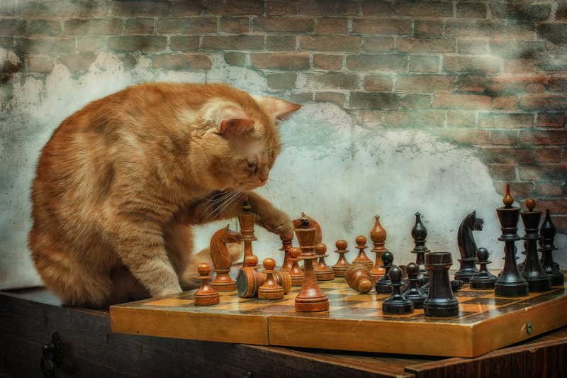 Kote, 1080P, the game, red cat, grandmaster, chess