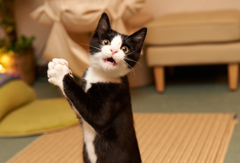 portrait, room, close-up, paw, playful, kitten, animal, white, cats, beauty, animals And Pets, vertebrate, beautiful, small, domestic Animals, paws, tuxedo